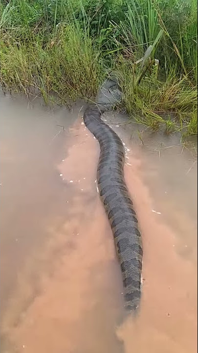 Cafofo' das sucuris: jovem descobre toca de serpente gigante em MS; veja  vídeo, Mato Grosso do Sul