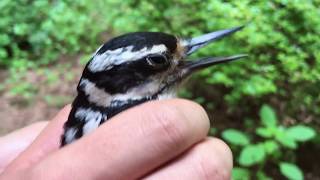 Bird hitting a window and being saved🐦