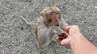 Funny Money Eating Boiled Bean - Monkey