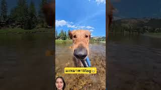 มะหมาพาvlog #dog #pets #animals #shorts #funny #cute #youtubeshorts #travel #creator #หมา #ตลก