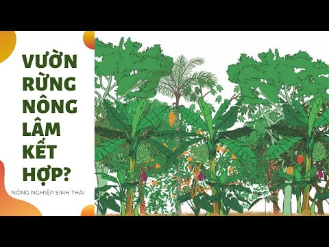 Video: Phacelia Là Một Cây Mật Ong Tuyệt Vời Và Phân Xanh Cho Các Ngôi Nhà Nông Thôn Và Mảnh Vườn Mùa Hè
