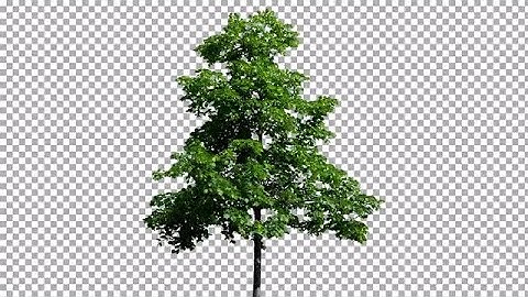 Tree Against Overlay Stock Video