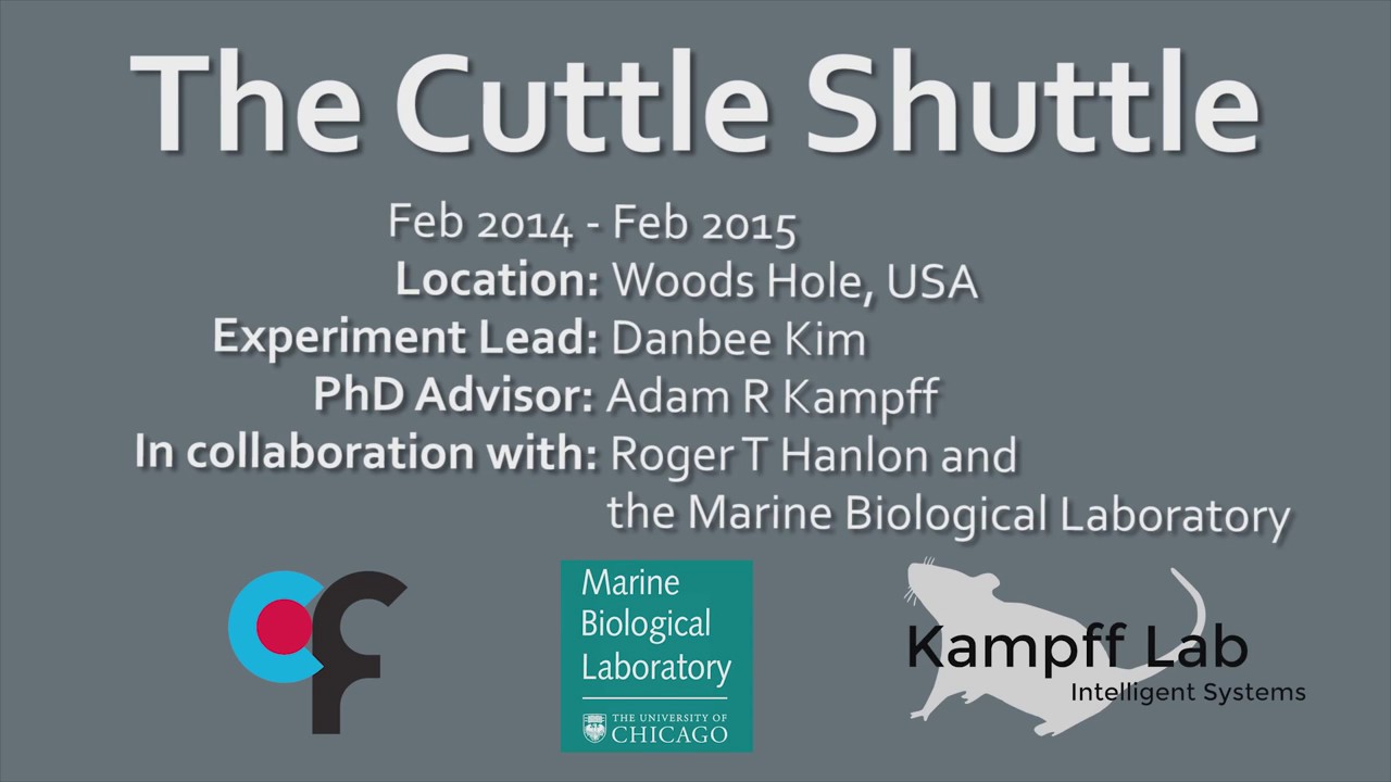The Cuttle Shuttle: hunting behavior of cuttlefish (Sepia officinalis)