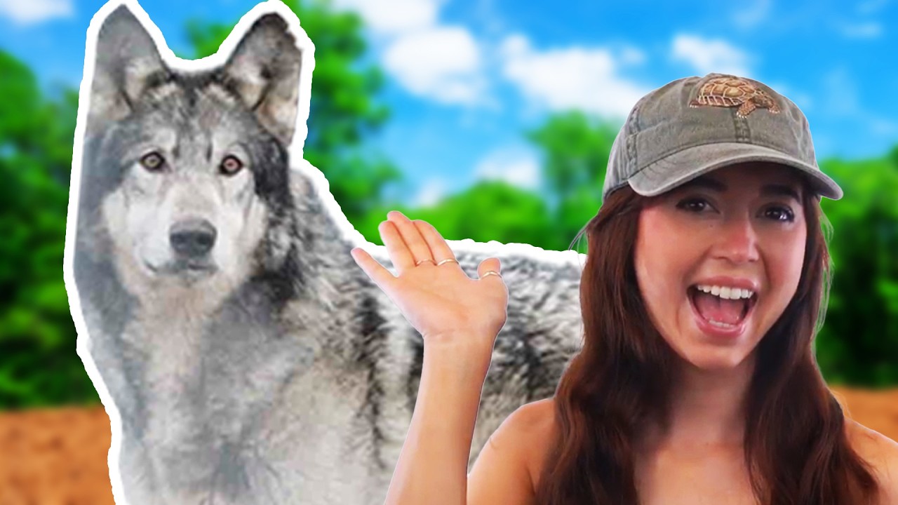 We Drove Through the Night to Rescue a New Wolfdog - YouTube