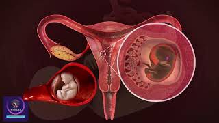 Pregnancy in First Trimester{ Pregnancy Weeks of First Trimester} Fetus Development Week by Week
