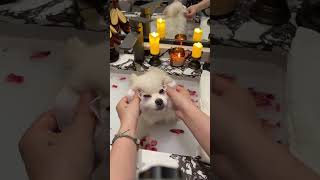 Asmr Dog Bath #satisfying #pets #dogbath #cutedog #dogspa #cute #immersivegrooming