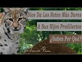 El Lince Que Dejó La Peor Herencia A Su Hijo Favorito - Historia Para El Crecimiento Personal