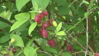 Lonicera fragrantissima subsp - Чабагуо - жимолость їстівна червона