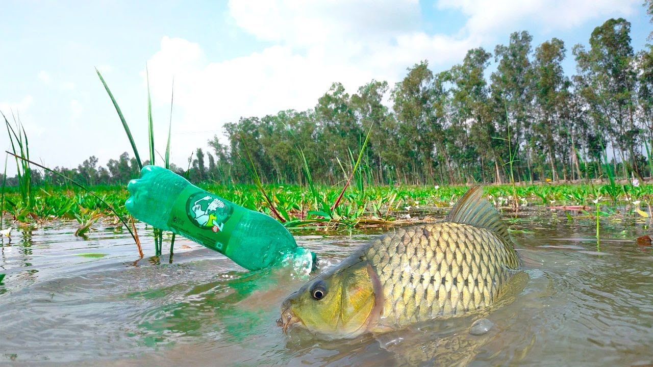 Amazing Fishing Video | Traditional Hook Fishing Plastic Bottle Fish Trap | Catching Big Fish