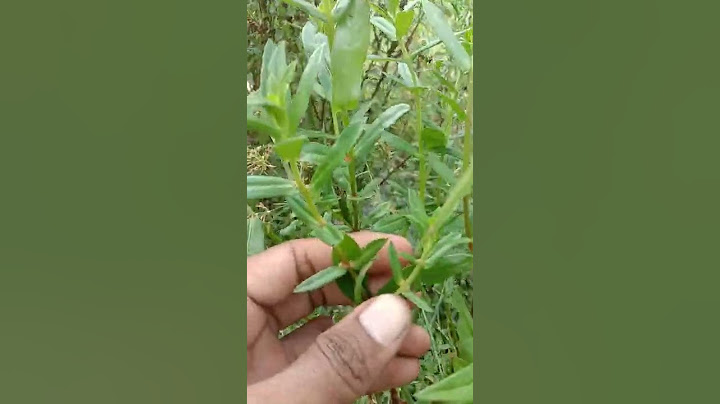 17 - நீர் மேல் நெருப்பு - இரண்டாம் வகை - Ammannia lanceolata ???