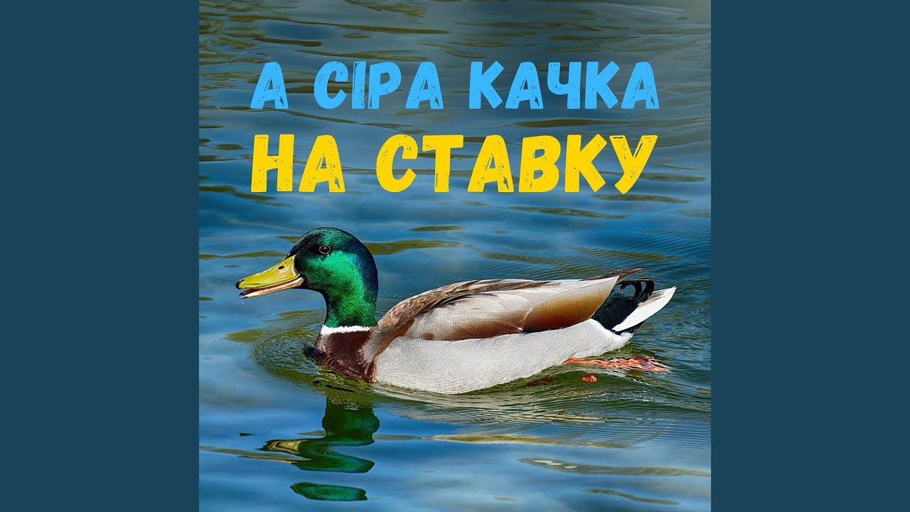 А сіра качка на ставку
