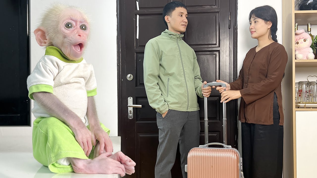 Monkey Xuzi Meets Dad! He Couldn't Understand Why She Loved That Monkey