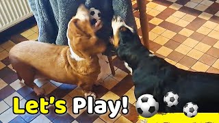 Adorable Basset is Challenged to Ball Game! ⚽