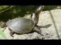 Leith's(??) Softshell Turtle @ Rajendranagar - Hyderabad - Andhra Pradesh - India