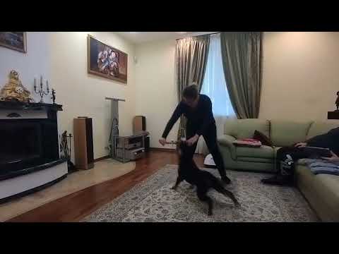 Конфронтационная игра — перетяжки. Дастин, энтлебухер зенненхунд, 6 м.