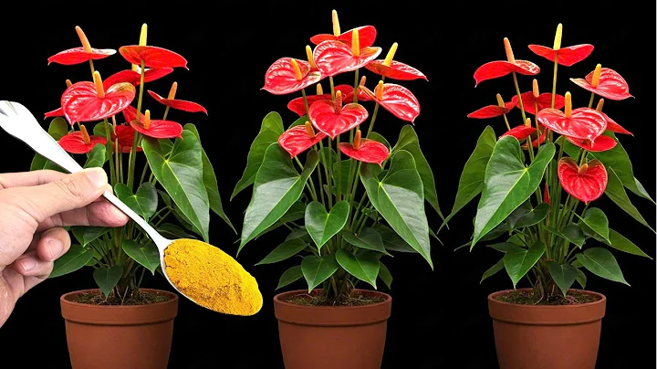 Just Sprinkle 1 Spoon It Causes Anthuriums to Grow Fast and Bloom Out of Control