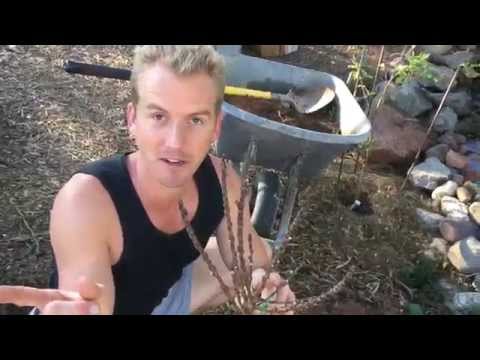 How to PLANT a Fruit TREE in Phoenix, Arizona