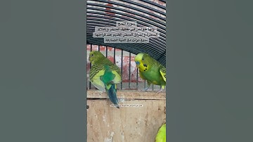 #سورة_الحج #قرآن #المصحف #محمد_الفقيه #اليمن #العراق #مصر #اكسبلور #طيور #البادجي #quran #birds #us