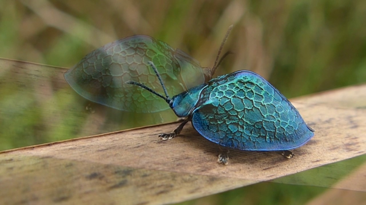 Besouro Azul tem previsão de abertura doméstica catastrófica