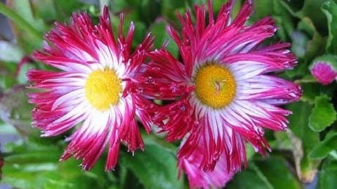 Hạt giống hoa cúc anh mix