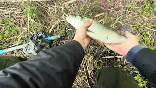 Рыбалка на спиннинг без лишних слов. Блесна MEPPS сегодня выручает. MEPPS spinner fishing