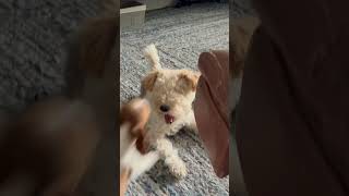Mini Dachshund goes to war with Wire Fox Terrier #dachshund #puppy #miniaturedachshund #dog