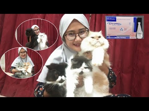 HANYA DENGAN SATU TUBE VIRBAC FOR DOGS AMPUH ATASI KUTU UNTUK 7 EKOR KUCING