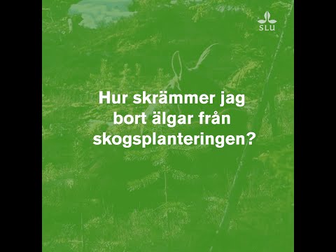 Video: Hur Skrämmer Jag Bort En älskare