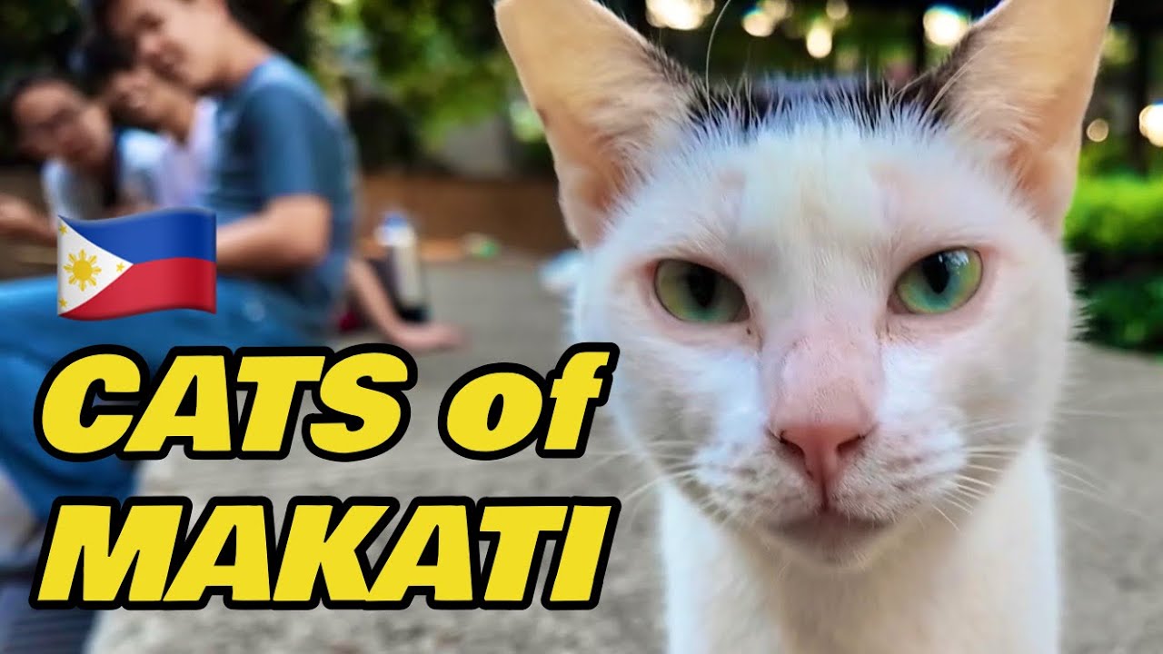 Cats of Makati 🇵🇭
