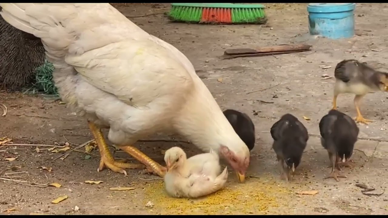 Прекрасная курица-наседка выращивает цыплят