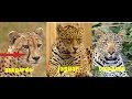 Diferencias entre el jaguar el Leopardo y Guepardo