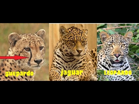 Vídeo: Diferencia Entre Jaguar Y Guepardo