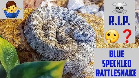 NO MORE Blue Speckled Rattlesnake....... Western Diamondback Enclosure Upgrade