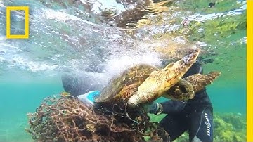 Tangled in Fishing Net | Sea Turtle Rescue