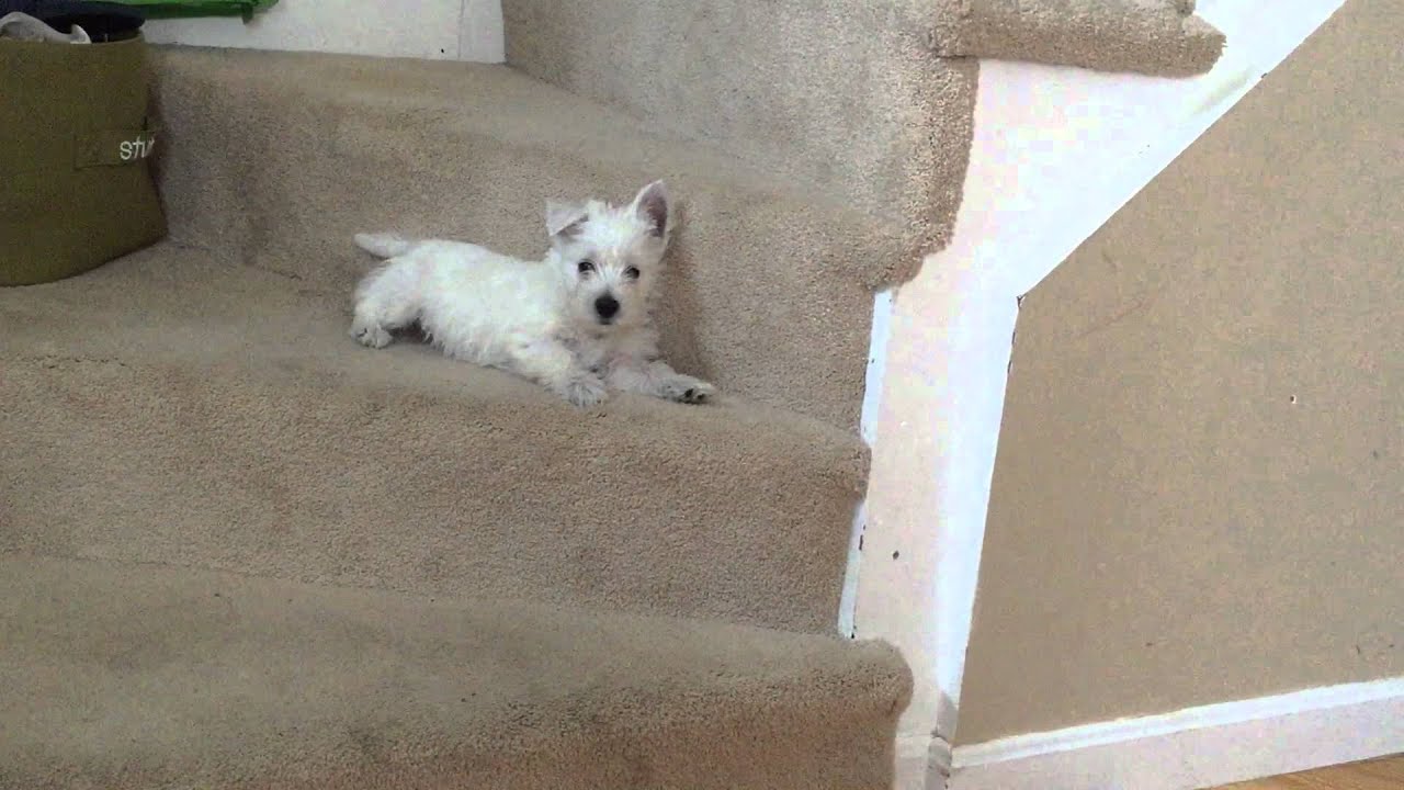 West Highland Terrier puppy barking on the stairs YouTube