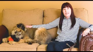 Puppy Training, Brie, Briard: How To Hold A Leash | SportDog | Grooming | Blairsville GA