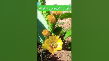 سورة.فصلت.علاء.عقل. #اكسبلور #quran #ترند #لايك #المصحف #دويتو #nature #علاء_عقل احترم.القرانق#duet
