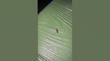 Lightning Bug or Firefly?