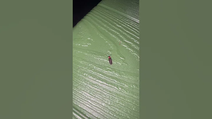 Lightning Bug or Firefly?