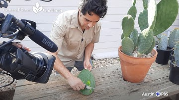 Harvest Prickly Pear Pads for Nopalitos | Central Texas Gardener