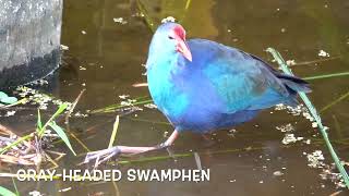 Gray-headed Swamphens at the Celery Fields