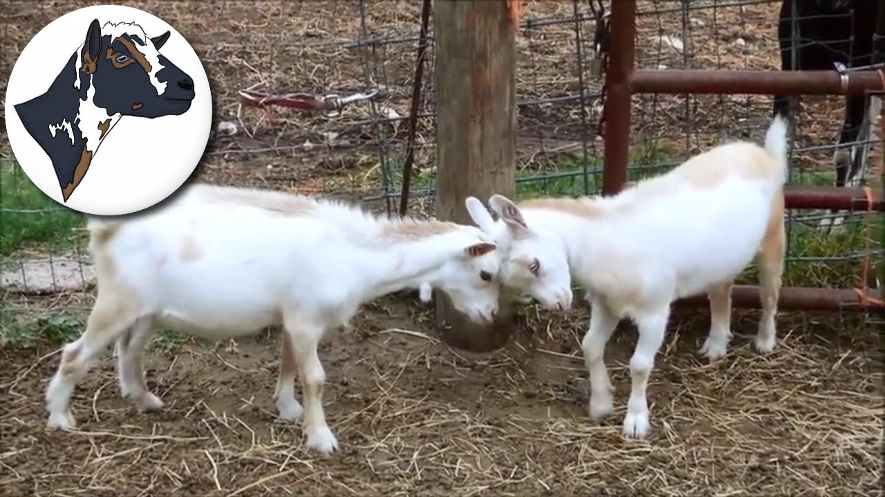 Goat Fight: Saturn VS Camaro (WEANLING FIGHT)