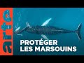 Les Sauveteurs De Baleines ARTE Regards