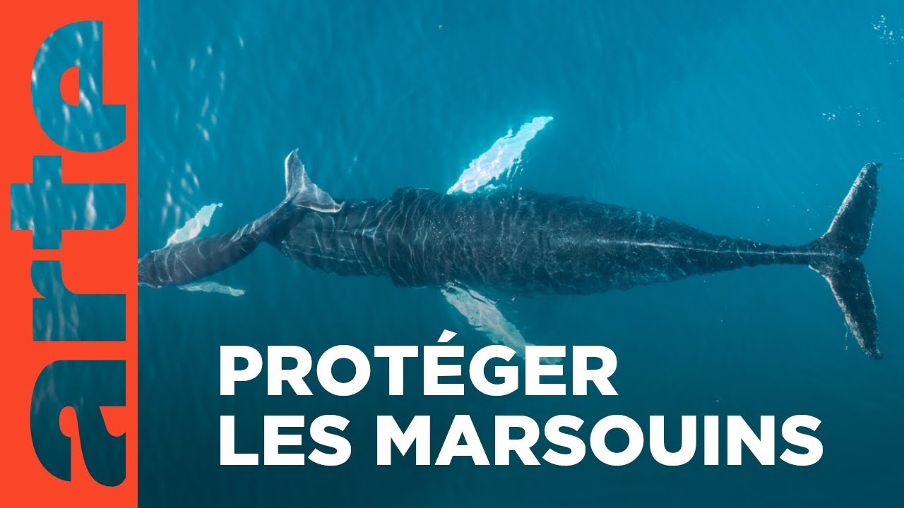 Les sauveteurs de baleines | ARTE Regards