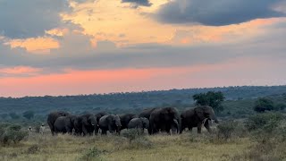 The Most Beautiful Sunrise Walk with the Whole Herd of Elephants