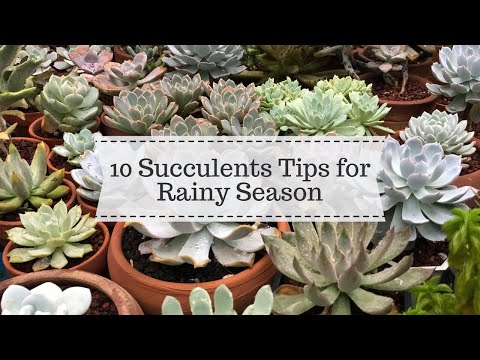 Succulents 101: Tips for Rainy Season // The Plant Prince Ph