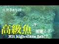 【魚突き】高級魚5種類捕獲なるか！？(前編)