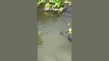 Giật cá rô không kịp là có thật #câucárôđồng #caucaro #câucárô #fishing #thápmườiquêtôi