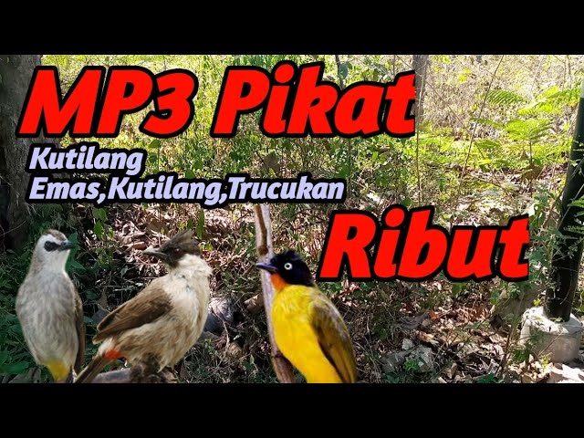 Ini Dia,Kutilang Emas Ribut Kombinasi Kutilang Jambul Vs Trucukan | Suara Pikat Burung Besar Ribut class=