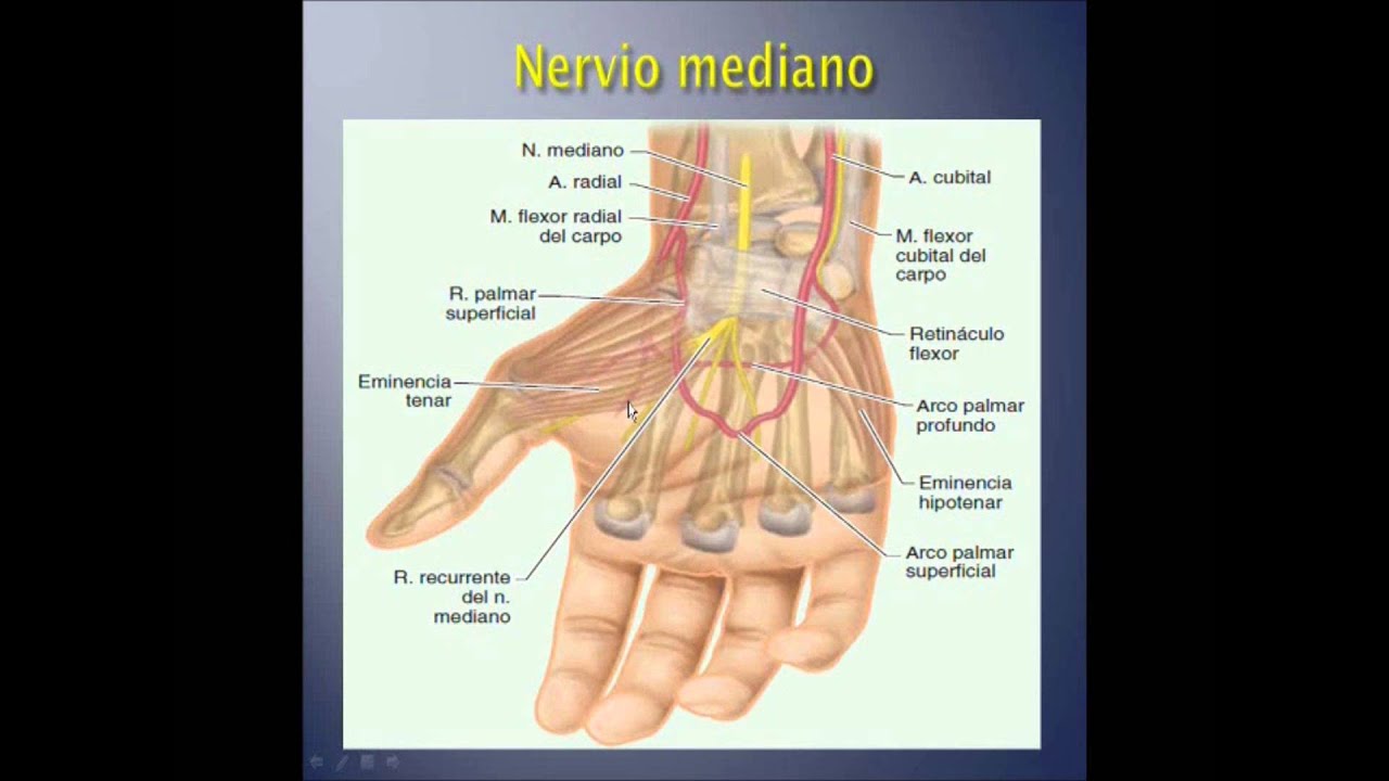 Anatomia De La Mano Seccion 102 Universidad Veracruzana Youtube